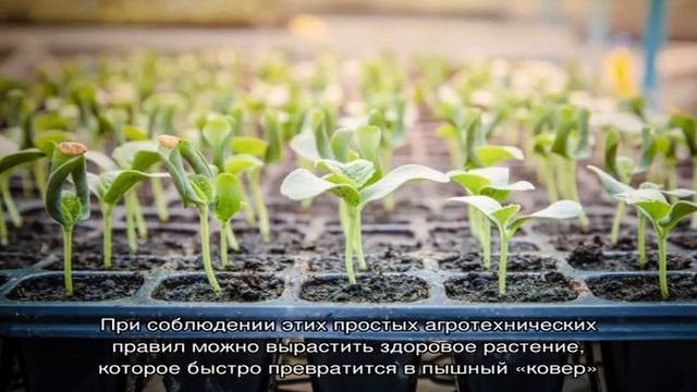 Красочное украшение сада и дома дюшенея индийская смотреть онлайн