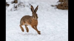 Видеоэкскурсии "Животный мир" - Часть 22.Заяц