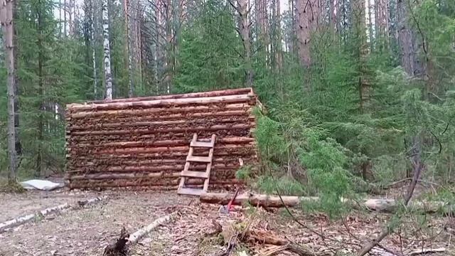 Как сделать ИЗБУ? Дом из лесного мусора ЭТО РЕАЛЬНО! Валежник в деле.