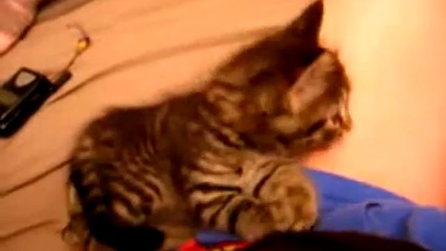 Кот вырубается от удовольствия, когда сам кому то делает массаж)) смотреть онлайн