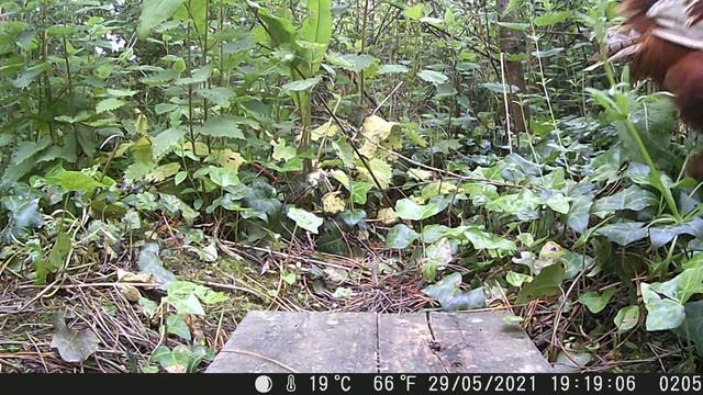 Pheasant (Phasianus Colchicus) смотреть онлайн
