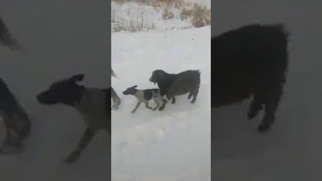 Тайгандар менен ан уулоого чыккан ТЕКЕ. 👍👍 смотреть онлайн