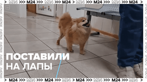 Московские ветврачи поставили на лапы шпица — Москва 24