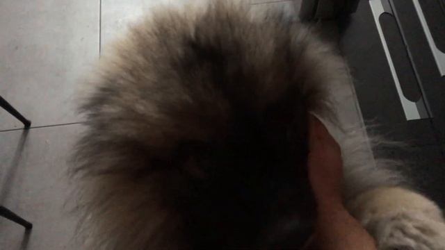 Кеесхонд Оззи смотреть онлайн