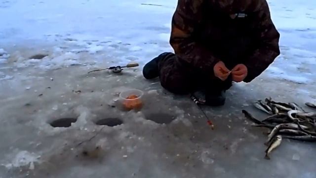 Ловля наваги на Белом море близ Архангельска