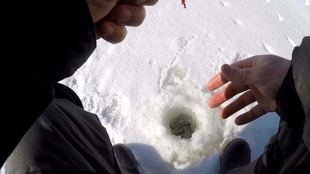 Поймает каждый!!!Ловля плотвы зимой на мормышку. смотреть онлайн