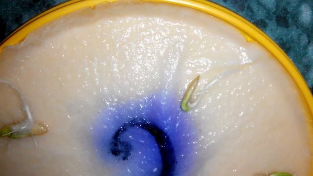 Огурцы зимой в квартире (выращивание огурцов на подконнике) видео №3 от 08.11.2014 смотреть онлайн