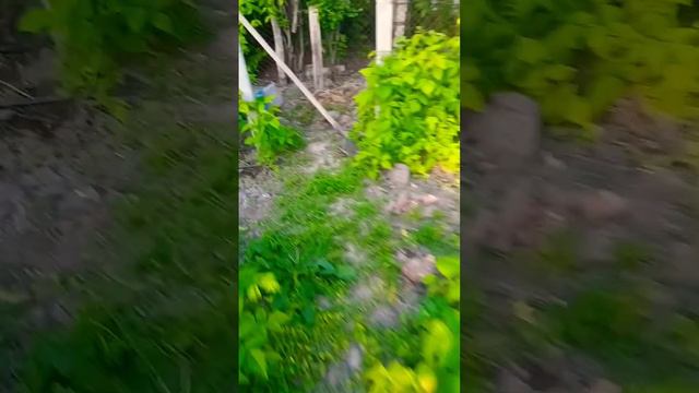 Обзор малины #малина#ремонтантнаямалина #деревня#растения#куры