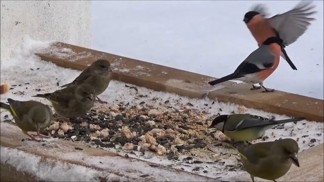 Почти релакс. Птицы на кормушке. 27 01. 2020 г . смотреть онлайн