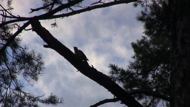 Геннадий Белов - Дрозды смотреть онлайн