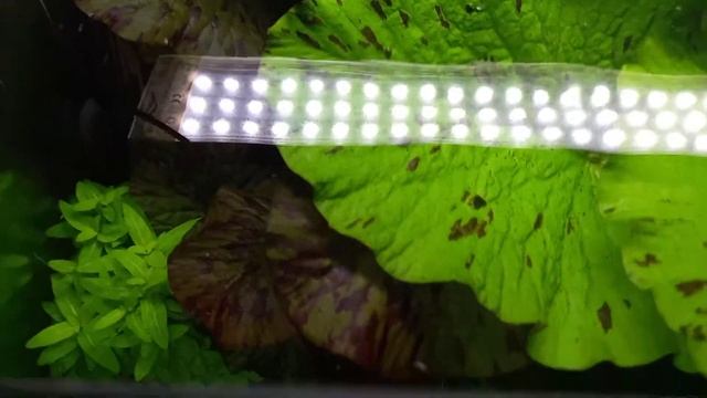 Нимфея тигровая смотреть онлайн