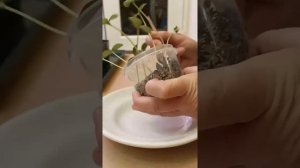 Посадка семян в вермикулит.