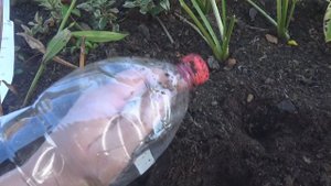 Посадка чеснока с помощью пластиковой бутылки. Еще одна идея для дачи из пластиковых бутылок