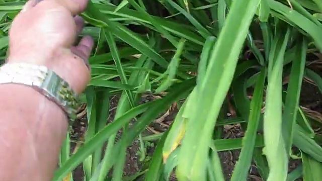 Queen on a Mission - early scapes смотреть онлайн