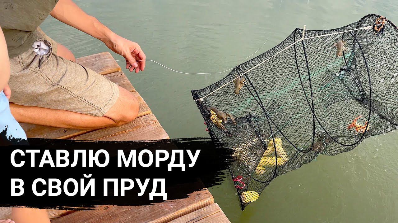 Они ЖИВЫ! РЫБАЛКА на МОРДУ в своём пруду (1,5 года), куча рака и линя, разведение раков