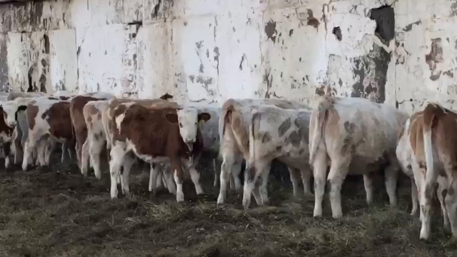 Племенной скот оптом в живом весе смотреть онлайн