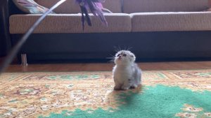 Munchkin fold boy like playing with Mazda! Манчкин котята, кошка которая покорила мир. Манчкин.