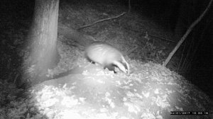 Барсук пришёл на нору