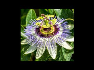 Как посадить маракуйю и когда!?