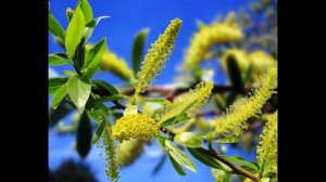 Цветущие деревья Краснодарского края