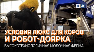 «Самое лучшее на свете молоко»: высокотехнологичная молочная ферма | Кубанский аграрный клуб