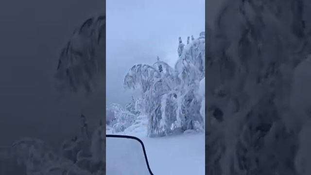 Куропатки зимой в Мурманской области