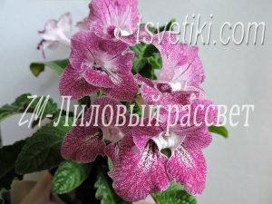 Стрептокарпус ZM-Лиловый рассвет. Обзор цветения.