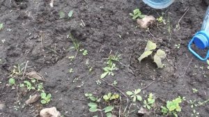 Укоренение павлонии осенью. Отчёт.