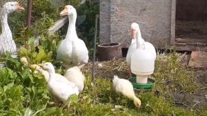 Когда можно выпускать гусят в общее стадо...