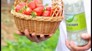 Удобрение Хелатин  для клубники