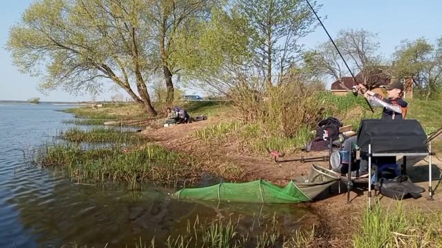 Ловля леща на фидер , утренний клёв леща ? смотреть онлайн