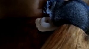 Сонька - золотая ручка )))