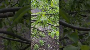 Как обрезать деревья, и обработать садовым варом.5