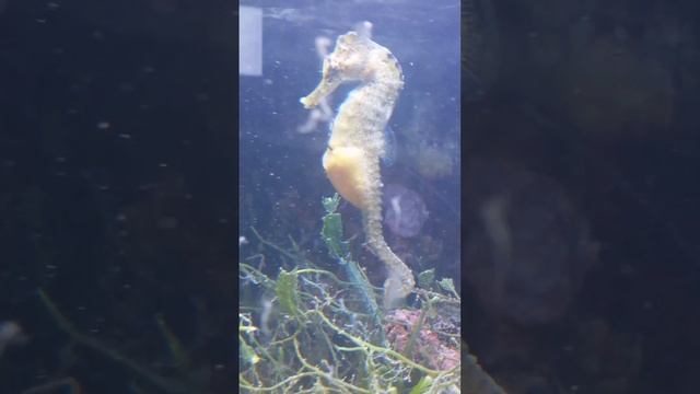 Seahorse Live Birth; Male gives birth every 2 weeks