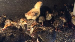 Недельные перепела Эстонской породы и цыплята Чешский Доминант