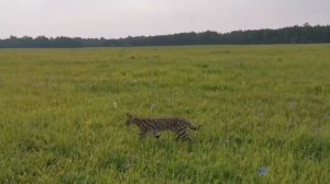 СЕРВАЛ ГУЛЯЕТ Сам по себе/КАК Бегают СЕРВАЛЫ/ Южный Урал