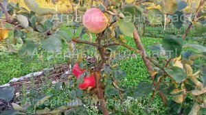 Яблоня сорт "Осиповское".