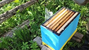 🐝🐝🐝контроль выхода #среднерусских маток в отводках на лесном точке. Пчеловодство выходного дня.