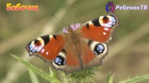 Названия насекомых (как выглядят насекомые) видео для детей