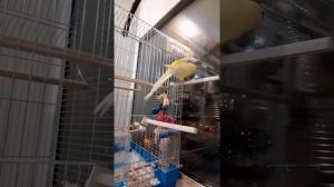 Чем занимается певчий попугай