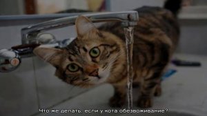 Обезвоживание у кота: что делать в домашних условиях