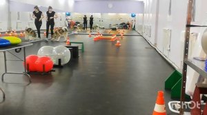 Готовимся к выставке собак. Маламут готовится к выставке. Тренировка маламута