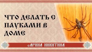 Что делать с пауками в доме | Приметы паук в доме | Если в доме паук | Арина Никитина