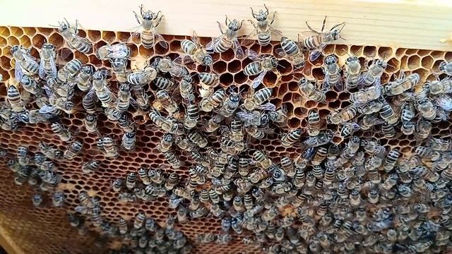 Почему пчелы разгрызают трутневой расплод? смотреть онлайн