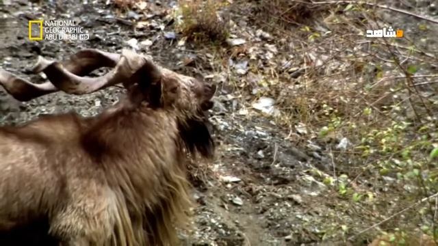 Горные Архары смотреть онлайн