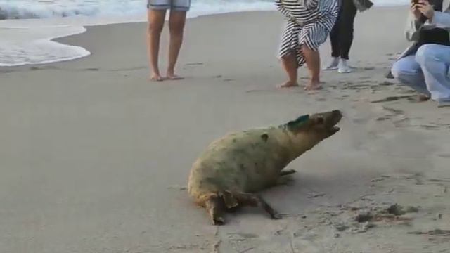 WhatsApp Video 2022 09 01 at 20 39 30 смотреть онлайн