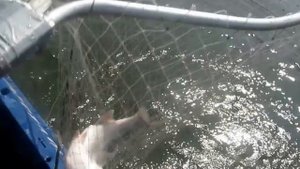Ловля жереха в дельте волги