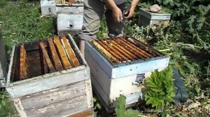 как сделать отводок на плодную матку, от семьи пчел пришедшее в роевое состояние