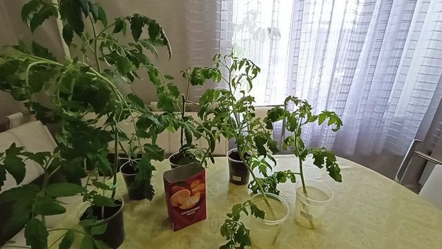 Получаем мощную корневую систему за короткий период времени.м-н ДАЧА г.Каменск-Уральский 09.05.2023 смотреть онлайн