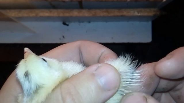 Как узнать курица или петух по суточнуму цыпленку
